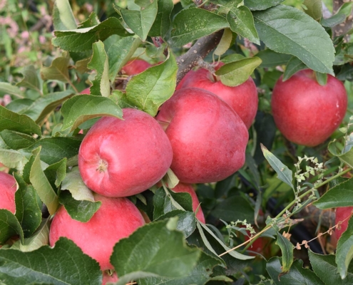 organic orchard bc apples on trees